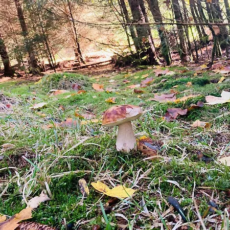 Le Perchoir Du Grand Valtin - 5 Personnes - Altitude 830 Apartment Ban-sur-Meurthe-Clefcy