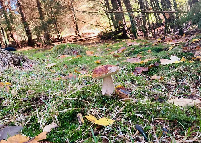 Le Perchoir Du Grand Valtin - 5 Personnes - Altitude 830 Apartmán Ban-sur-Meurthe-Clefcy